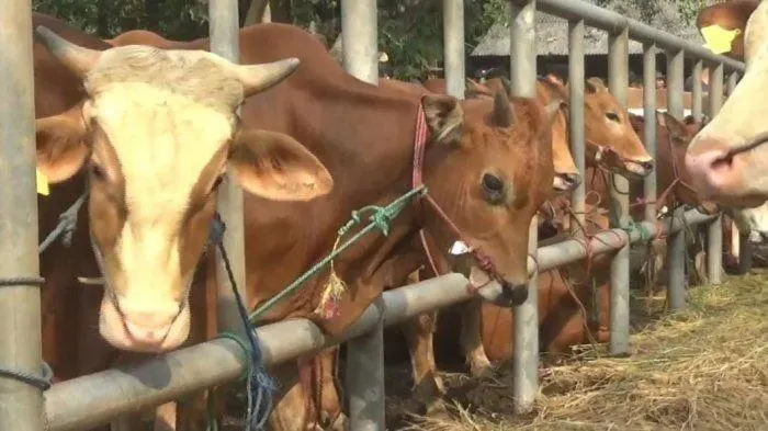 Pemprov Kepri berkurban 30 ekor sapi