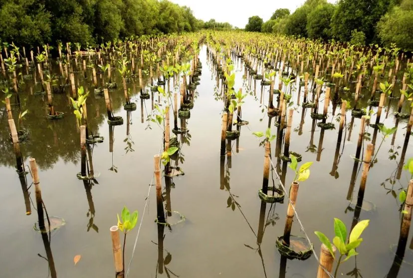 Ilustrasi - regenerasi hutan mangrove