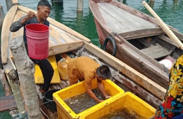 Kelompok Usaha Bersama Desa Tanjung Irat Panen 1,300 Kg Ikan Kerapu Centang